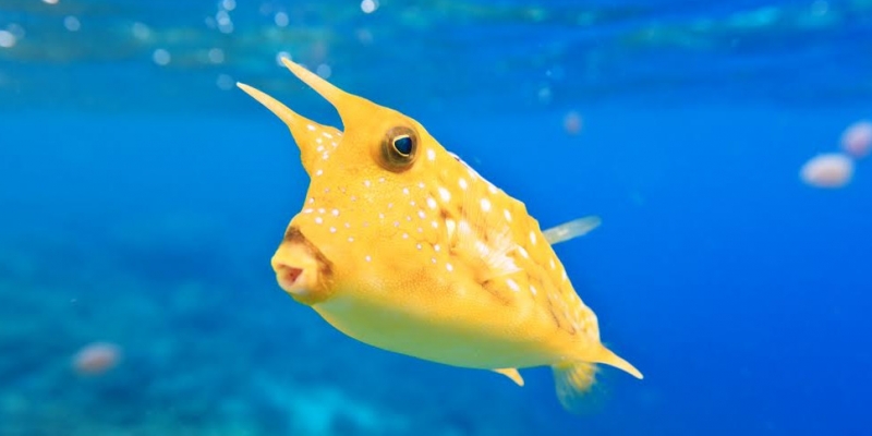 Fish